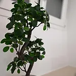 Al Guiscardo 8 לינה וארוחת בוקר